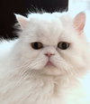 SNOWFLAKE -Offered by Owner- Purebred Persian