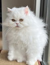 SNOWFLAKE -Offered by Owner- Purebred Persian