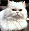 SNOWFLAKE -Offered by Owner- Purebred Persian