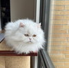 SNOWFLAKE -Offered by Owner- Purebred Persian