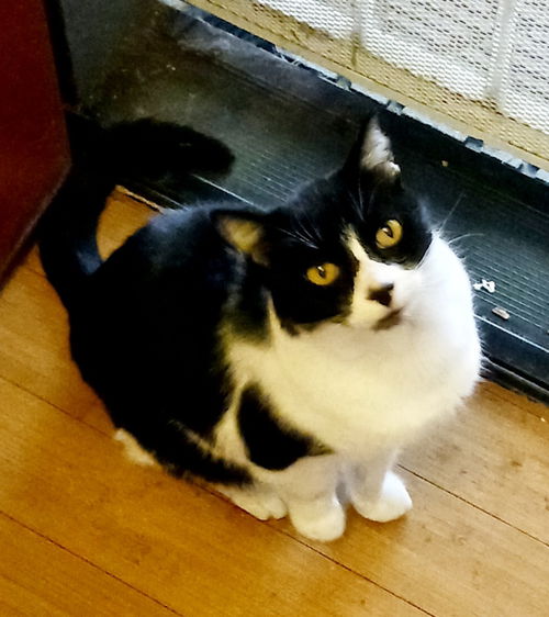 BEAU -Offered by Owner