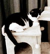 BEAU -Offered by Owner