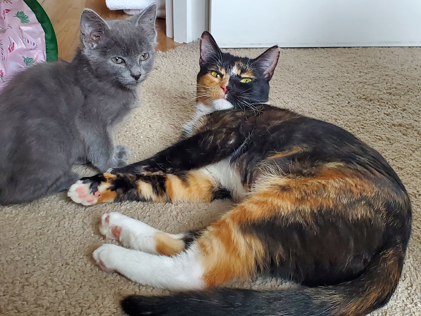 cats-for-adoption-in-sandy-oregon-alpha-paw