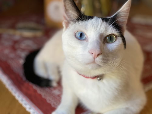 GERALT  - Offered by Owner - Family Cat