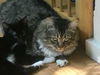 BABY GIRL - Offered by Owner