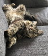 SAMMY - Offered by Owner -Needs your Lap!