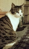 NOODLE - Offered by Owner - Young Female