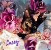 LACEY - Offred by Owner - Sister to Tallulah