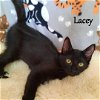 LACEY - Offred by Owner - Sister to Tallulah