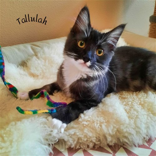 TALLULAH - Offered by Owner