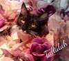 TALLULAH - Offered by Owner