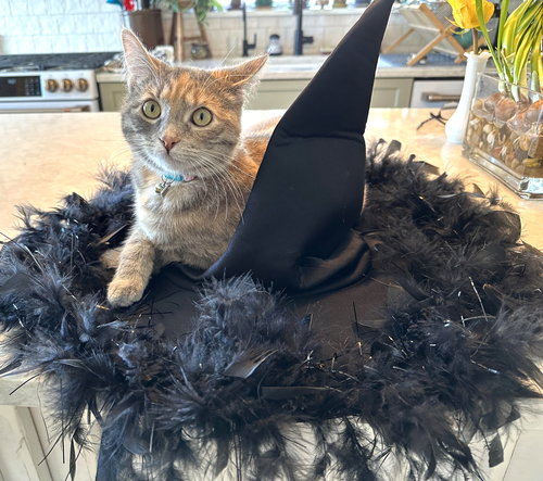 LUPINE - Offered by Owner - Young Female