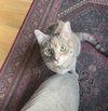 LUPINE - Offered by Owner - Young Female