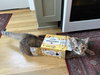 LUPINE - Offered by Owner - Young Female
