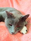 CLARK - Offered by Owner - Wants be Large/Incharge