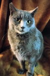 CLARK - Offered by Owner - Wants be Large/Incharge