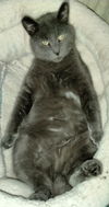 CLARK - Offered by Owner - Wants be Large/Incharge