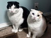 AZRAEL & GANDALF -Offered by Owner- Scottish Fold