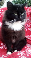 FUZZY - Offered by Owner - Sweet & FIV+