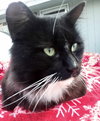 FUZZY - Offered by Owner - Sweet & FIV+