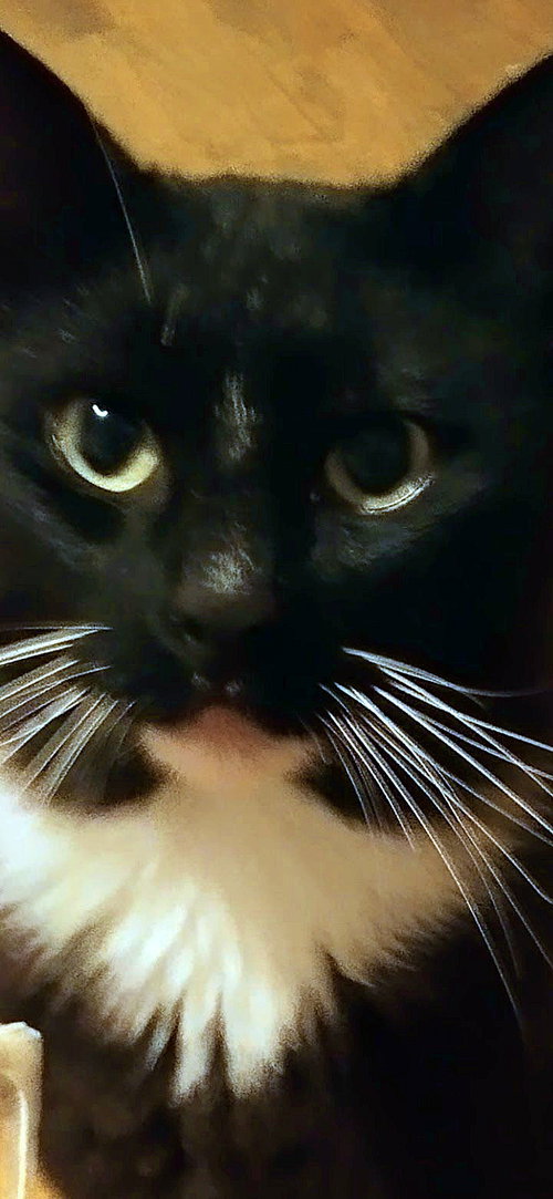 FUZZY - Offered by Owner - Sweet & FIV+