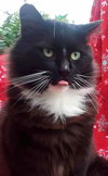 FUZZY - Offered by Owner - Sweet & FIV+