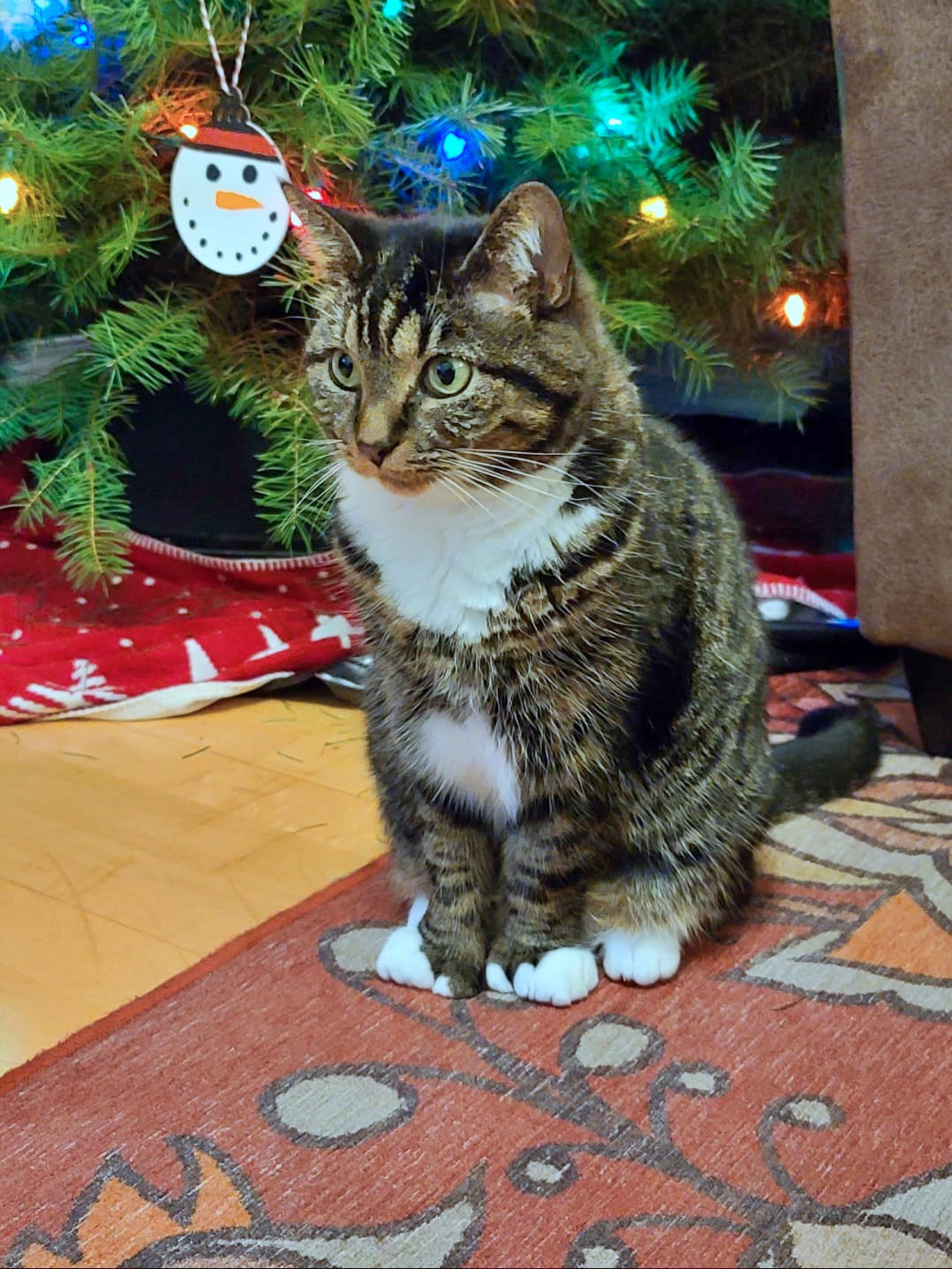 Cats for Adoption in Clackamas County, Oregon Alpha Paw