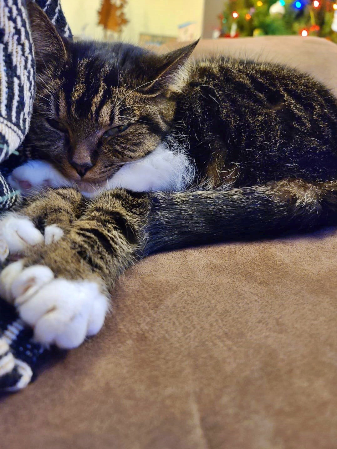 Cats for Adoption in Hillsboro, Oregon Alpha Paw