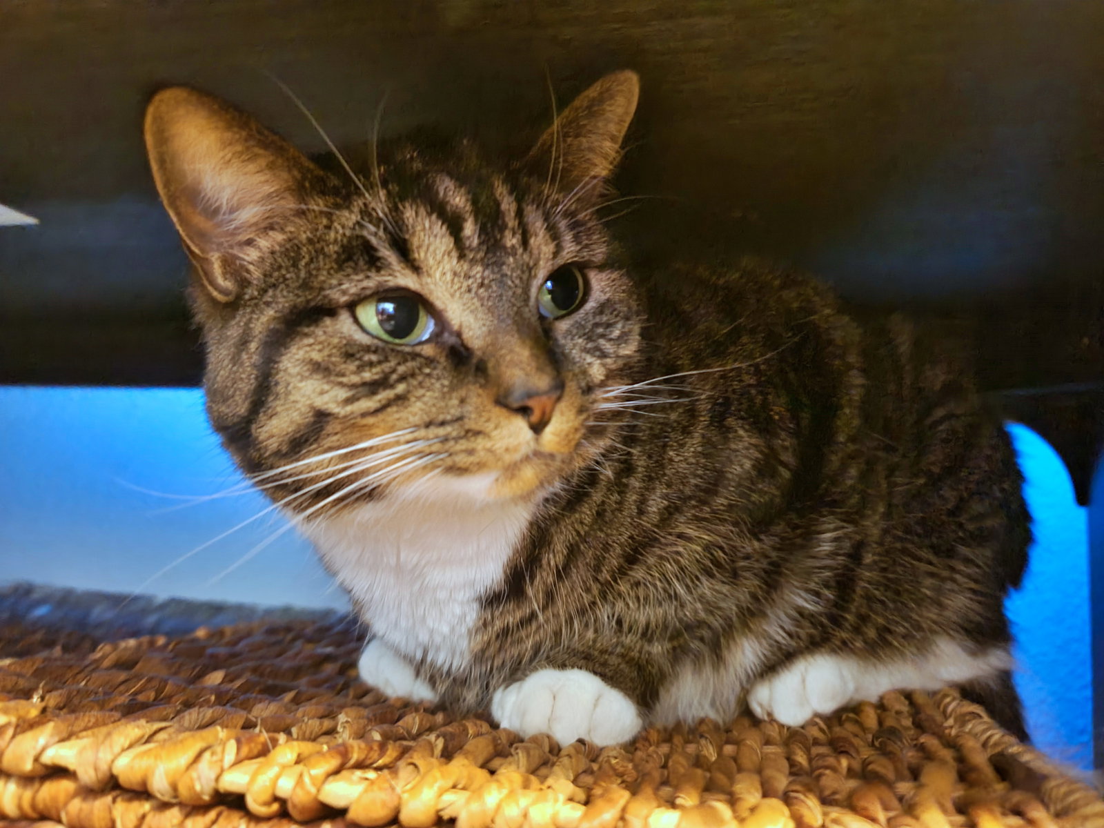 Cats for Adoption in Clackamas County, Oregon Alpha Paw
