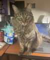 LIONEL - Offred by Owner