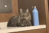 LIONEL - Offred by Owner