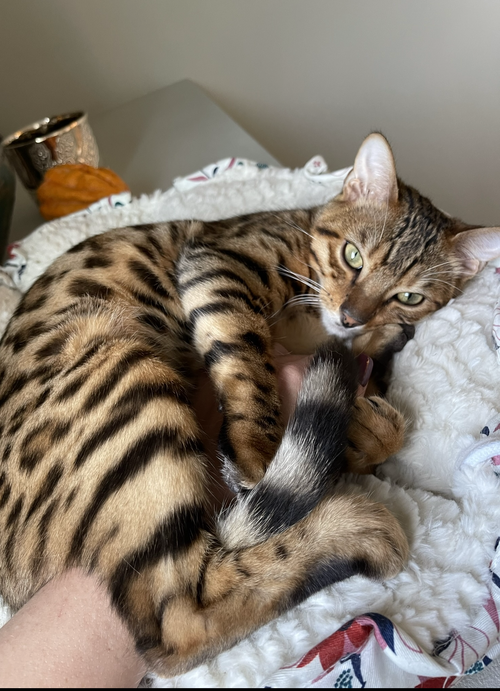 TIKI - Offered by Owner - Purebred Bengal
