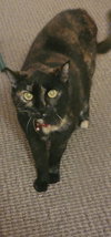 CHIN-CHIN - Offered by Owner- Senior Declaw