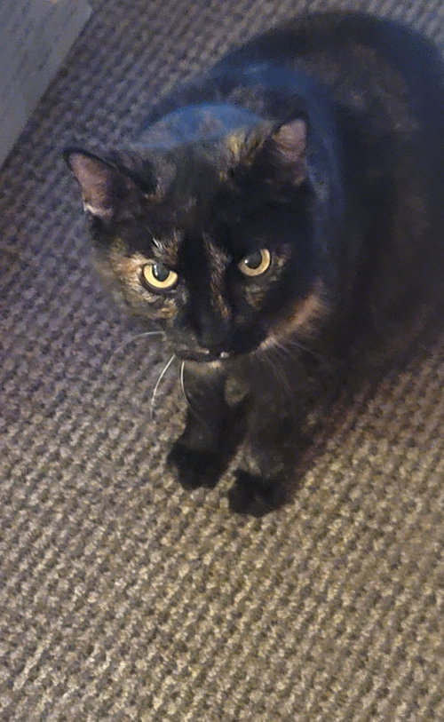 CHIN-CHIN - Offered by Owner- Senior Declaw