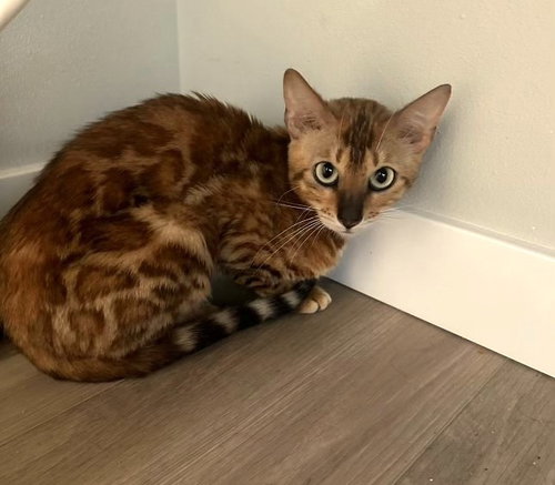 ASHA - Offered by Owner - Bengal from Ukraine