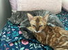 ASHA - Offered by Owner - Bengal from Ukraine