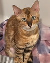 ASHA - Offered by Owner - Bengal from Ukraine