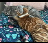 ASHA - Offered by Owner - Bengal from Ukraine