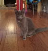 SASHA -  Russian Blue mix