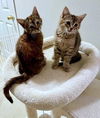 KIT KAT & SNICKERS - Sweet (!) bonded sisters