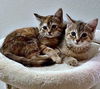 KIT KAT & SNICKERS - Sweet (!) bonded sisters