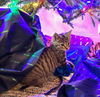 MARGO & TODD - All I want for Christmas....