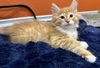 CHEETO & DORITO - Brotherly Love!