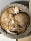 CHEETO & DORITO - Brotherly Love!