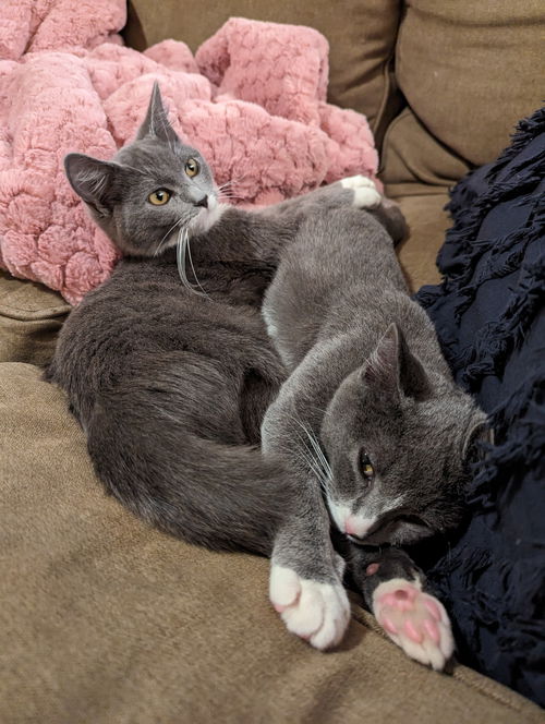 LEXIE GREY and MEREDITH