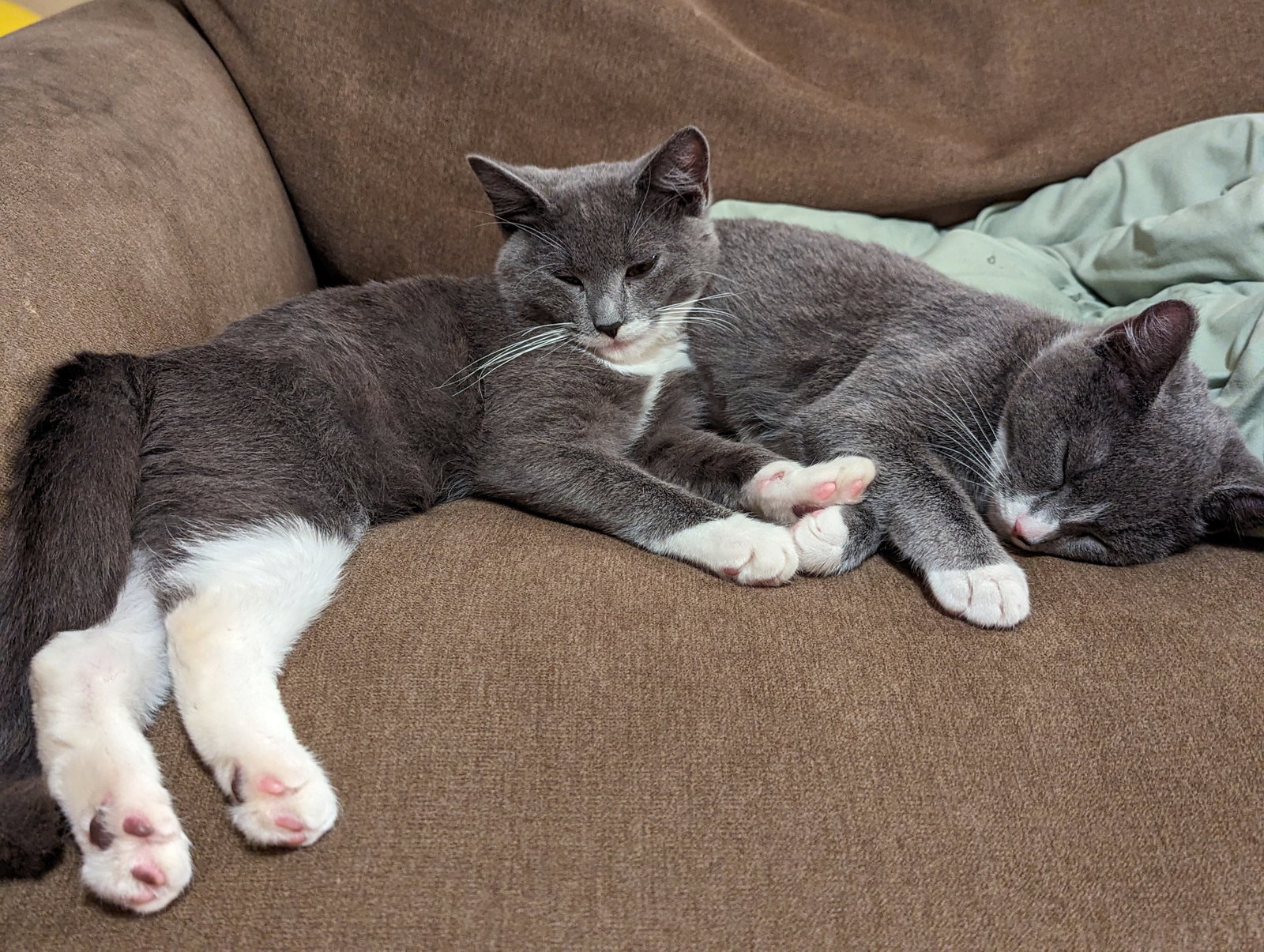Cats for Adoption in Durham, Oregon Alpha Paw