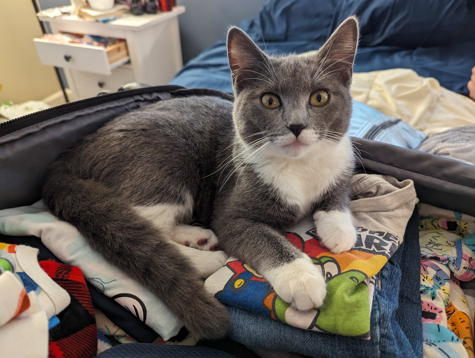 Cats for Adoption in Durham, Oregon Alpha Paw