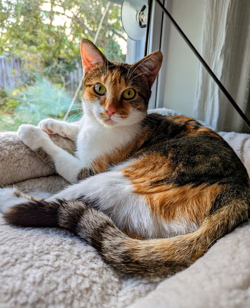 PENELOPE - Offered by Owner - Good w/cats & people