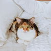 PENELOPE - Offered by Owner - Good w/cats & people