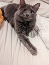 SNIPER - Offered by Owner - One-eyed Wonder